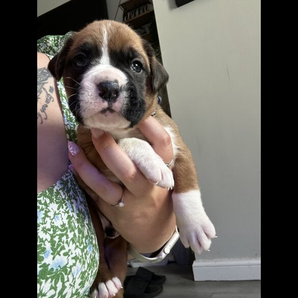 Boxer - Both