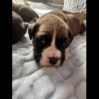 Boxer - Both