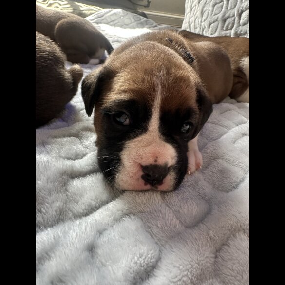 Boxer - Both