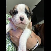 Boxer - Both