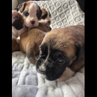 Boxer - Both