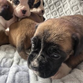 Boxer - Both