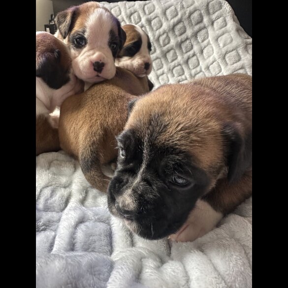 Boxer - Both