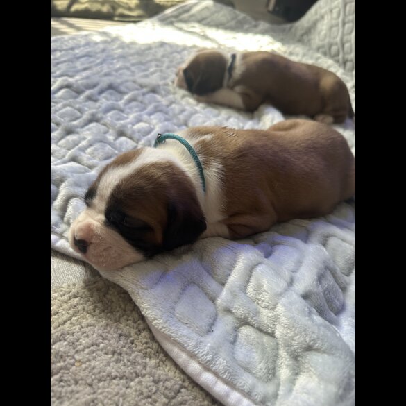 Boxer - Both