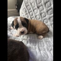 Boxer - Both