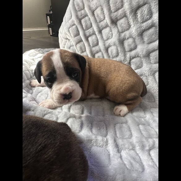 Boxer - Both