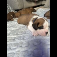 Boxer - Both