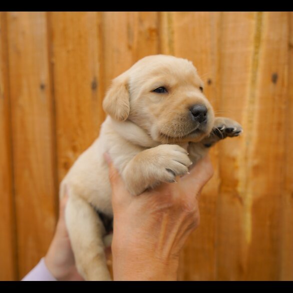 Labrador Retriever - Both
