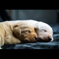 Labrador Retriever - Both