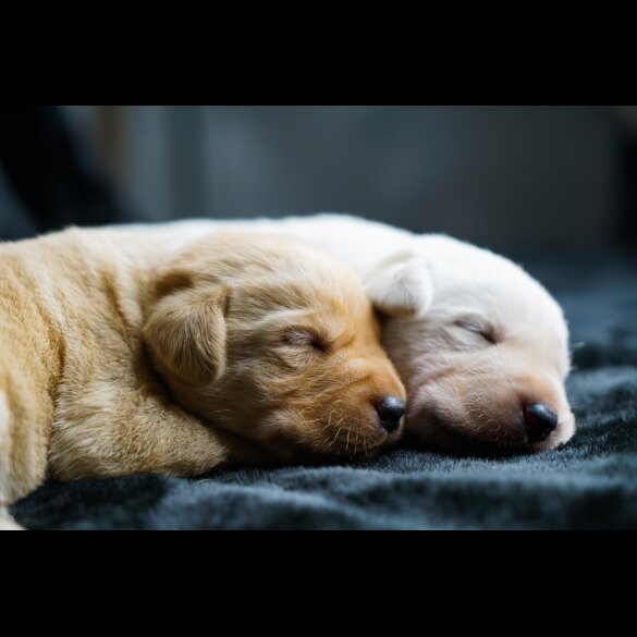 Labrador Retriever - Both