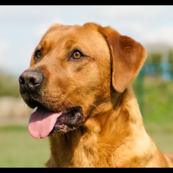 Labrador Retriever - Both