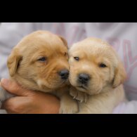 Labrador Retriever - Both