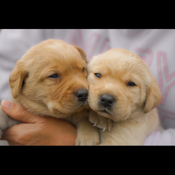 Labrador Retriever - Both
