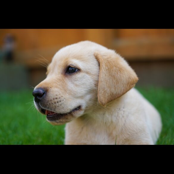 Labrador Retriever - Both