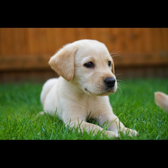 Labrador Retriever - Both