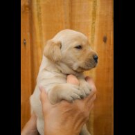 Labrador Retriever - Both