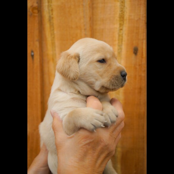 Labrador Retriever - Both