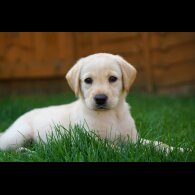 Labrador Retriever - Both