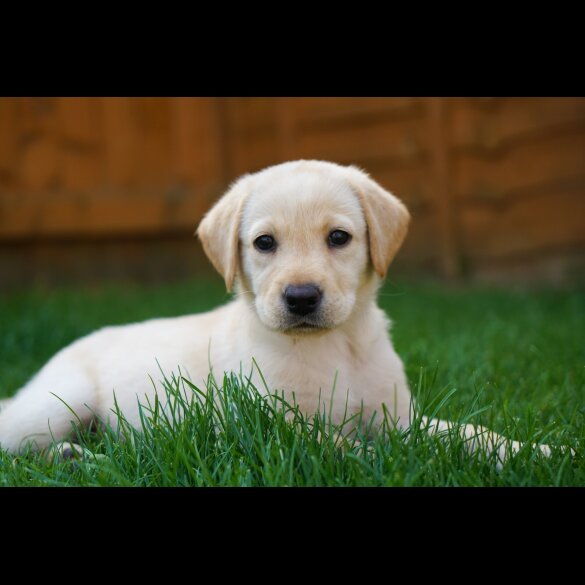 Labrador Retriever - Both