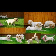 Labrador Retriever - Both