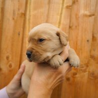 Labrador Retriever - Both