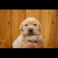 Labrador Retriever - Both