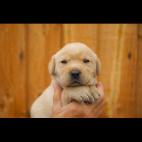 Labrador Retriever - Both