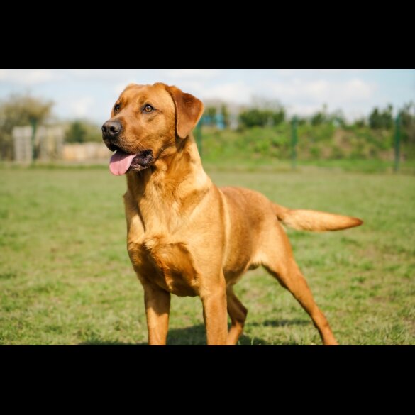 Labrador Retriever - Both