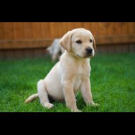 Labrador Retriever - Both