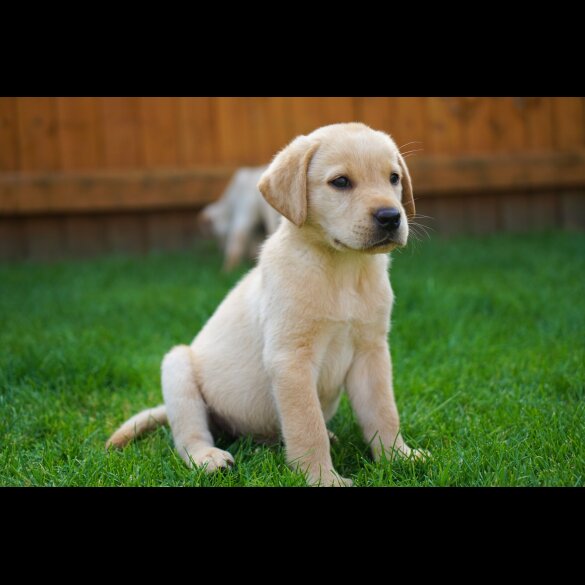 Labrador Retriever - Both