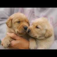Labrador Retriever - Both
