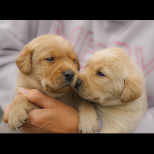 Labrador Retriever - Both
