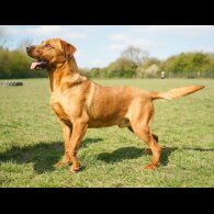 Labrador Retriever - Both