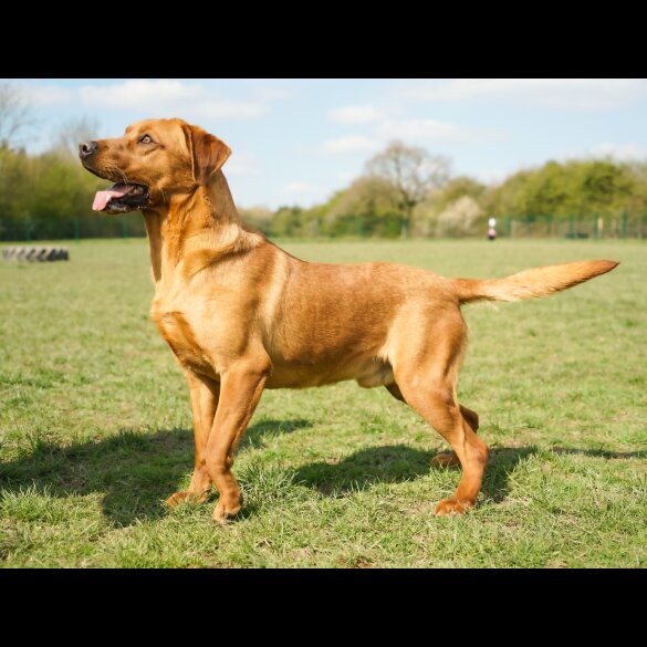 Labrador Retriever - Both