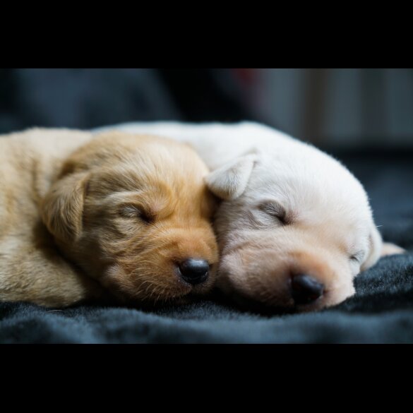 Labrador Retriever - Both