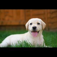 Labrador Retriever - Both