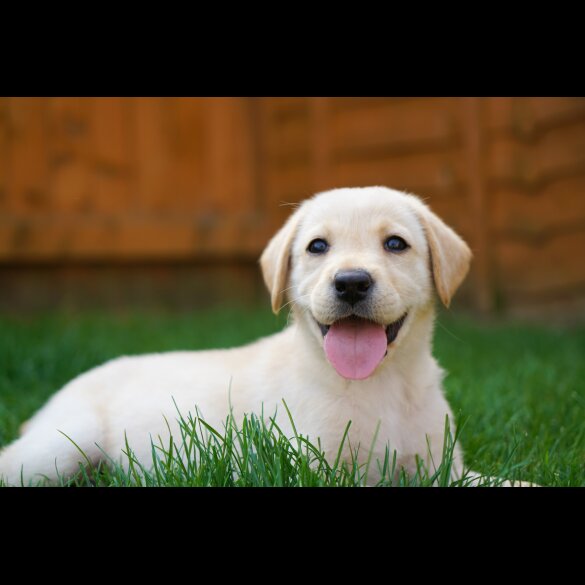 Labrador Retriever - Both
