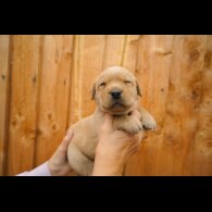 Labrador Retriever - Both