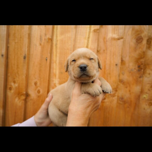 Labrador Retriever - Both
