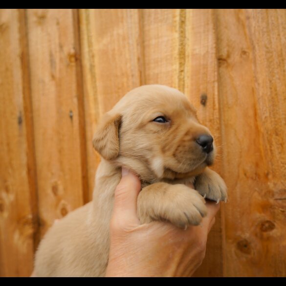 Labrador Retriever - Both