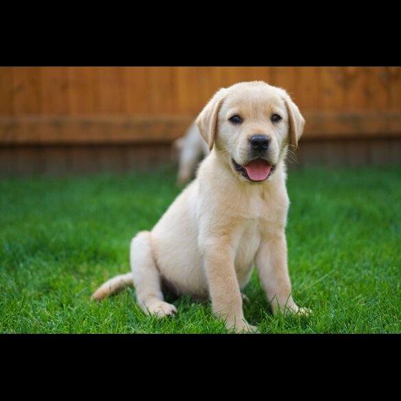 Labrador Retriever - Both