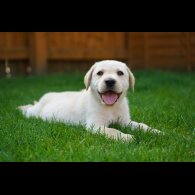 Labrador Retriever - Both