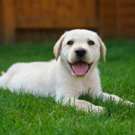 Labrador Retriever - Both
