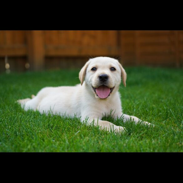 Labrador Retriever - Both