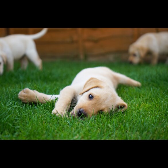 Labrador Retriever - Both