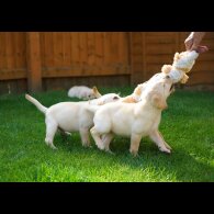 Labrador Retriever - Both