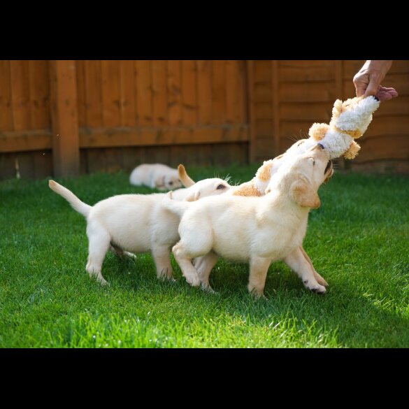 Labrador Retriever - Both