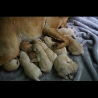 Labrador Retriever - Both