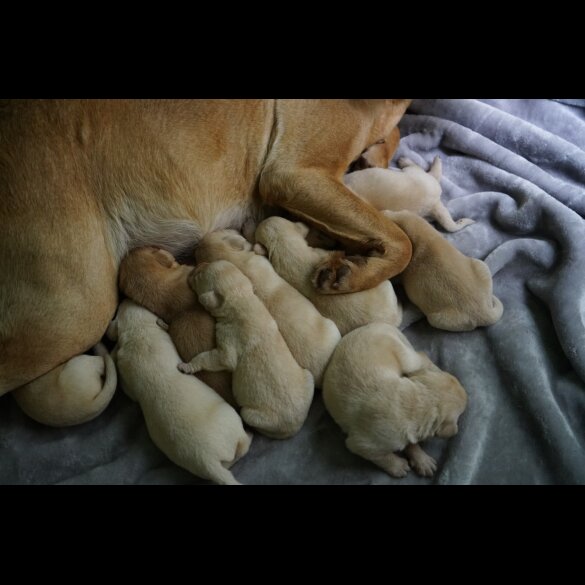 Labrador Retriever - Both