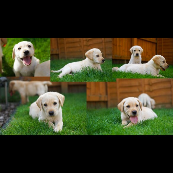 Labrador Retriever - Both